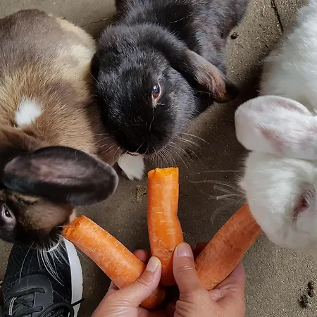 Wuebbold - Sommerflieder 아파트 *