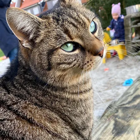 Wuebbold - Sommerflieder *